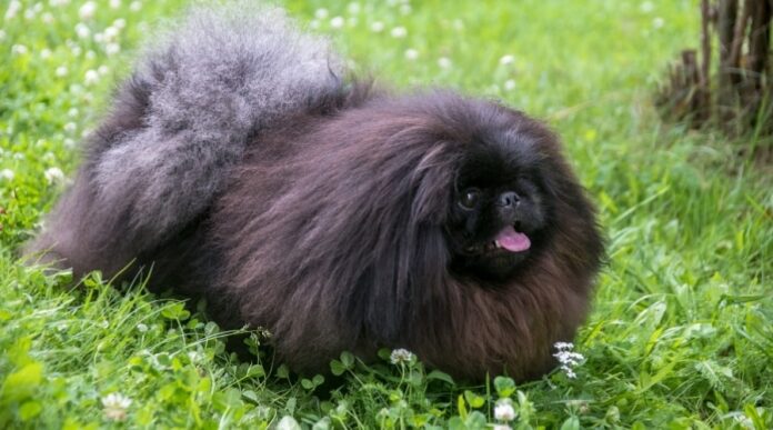 giong-cho-pekingese-su-tu-ti-hon-cua-trung-quoc