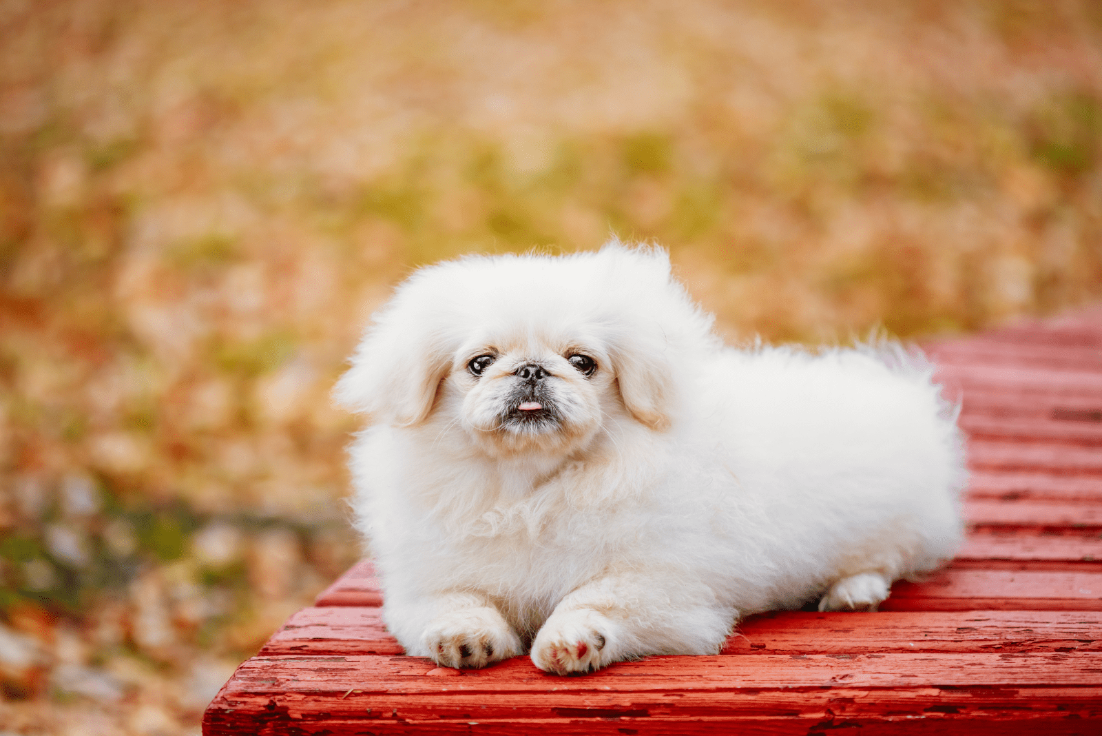 giong-cho-pekingese-su-tu-ti-hon-cua-trung-quoc