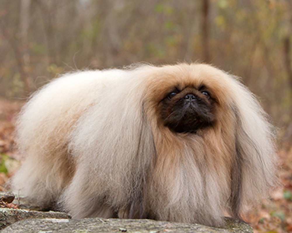 giong-cho-pekingese-su-tu-ti-hon-cua-trung-quoc