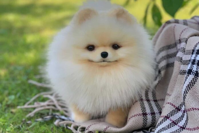 tim-hieu-giong-cho-pomeranian-tu-ngoai-hinh-den-tinh-cach