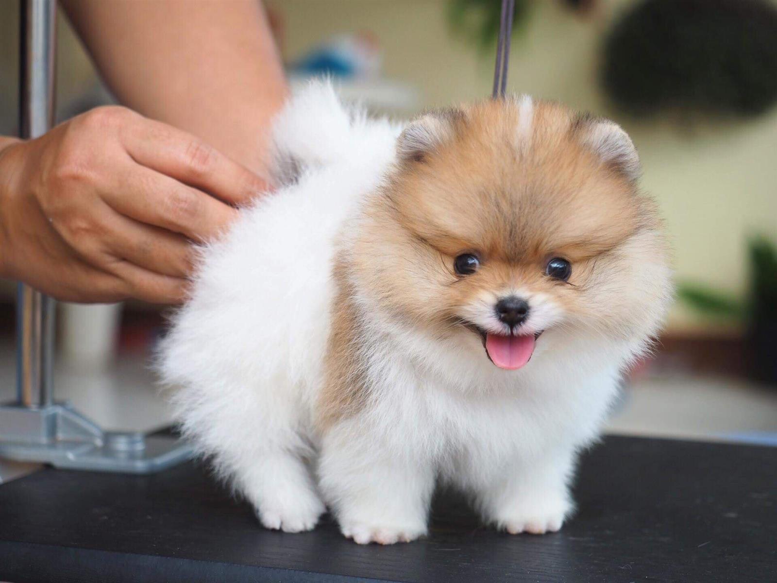 tim-hieu-giong-cho-pomeranian-tu-ngoai-hinh-den-tinh-cach