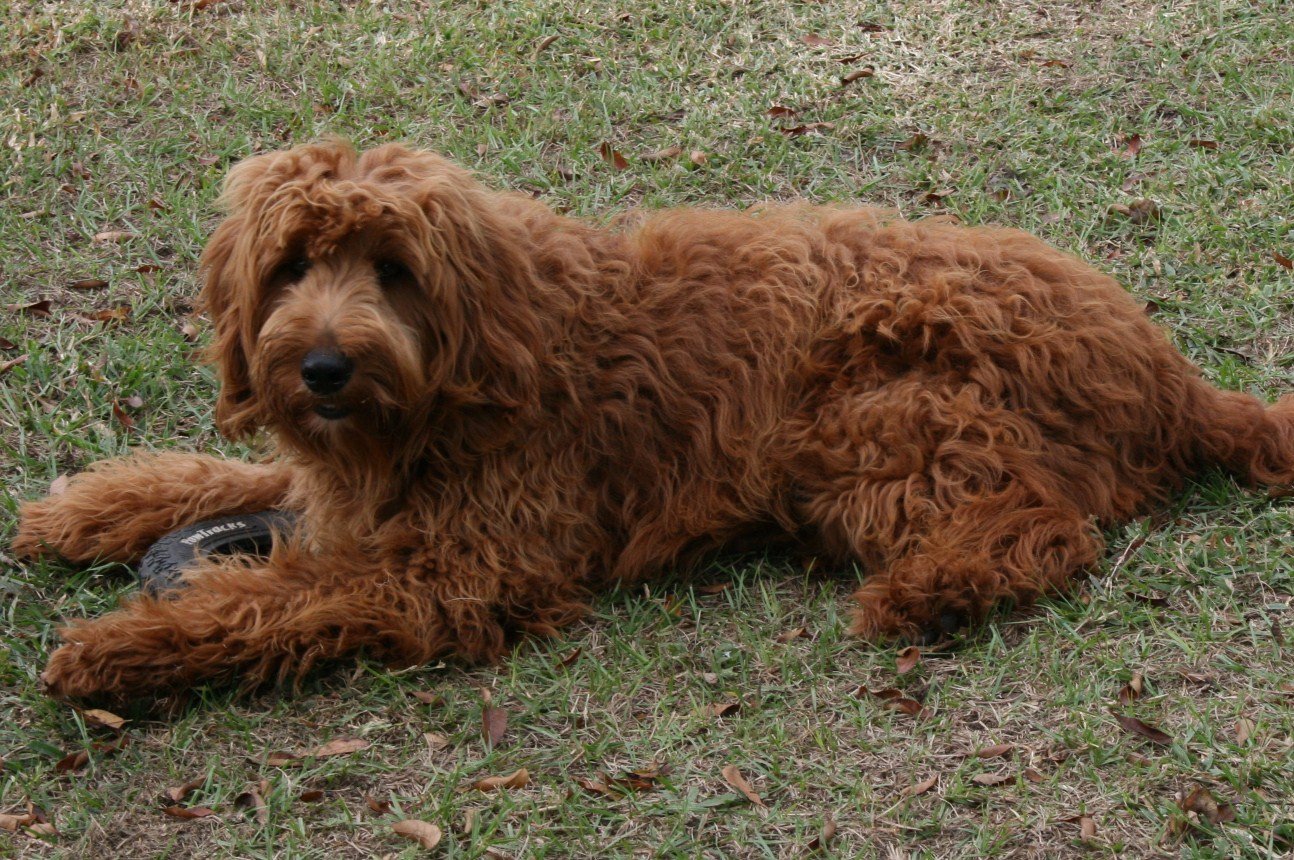 tim-hieu-ve-cho-goldendoodle-thien-than-lai