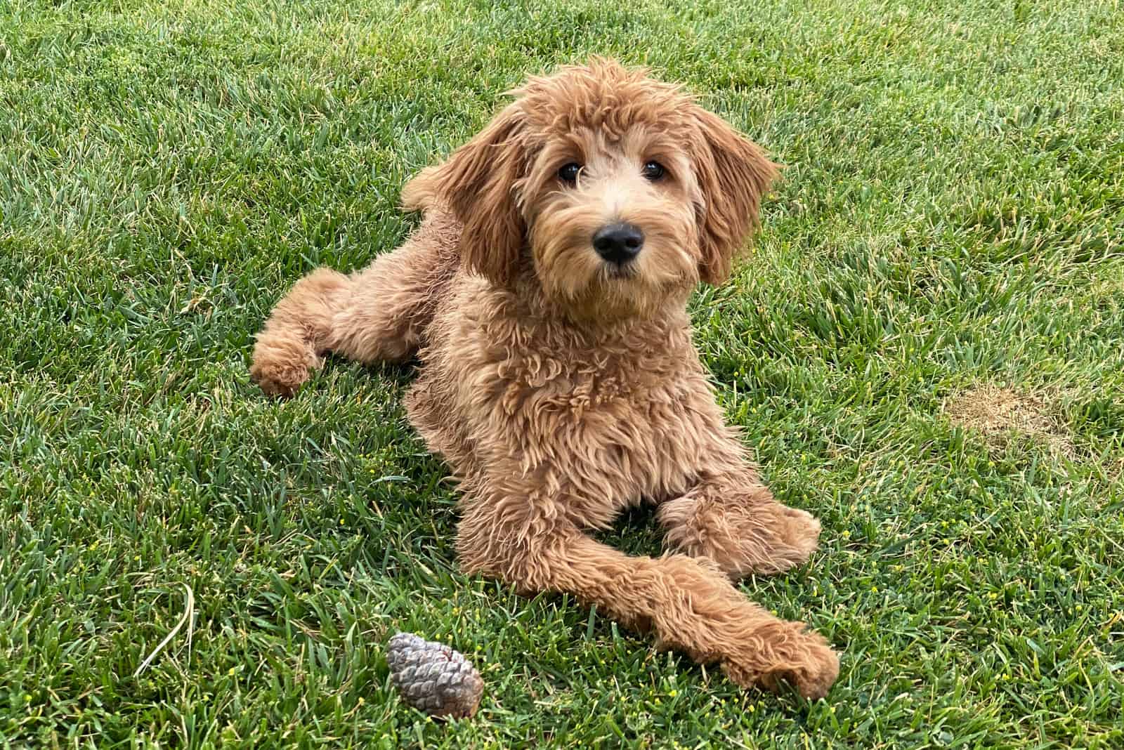 tim-hieu-ve-cho-goldendoodle-thien-than-lai