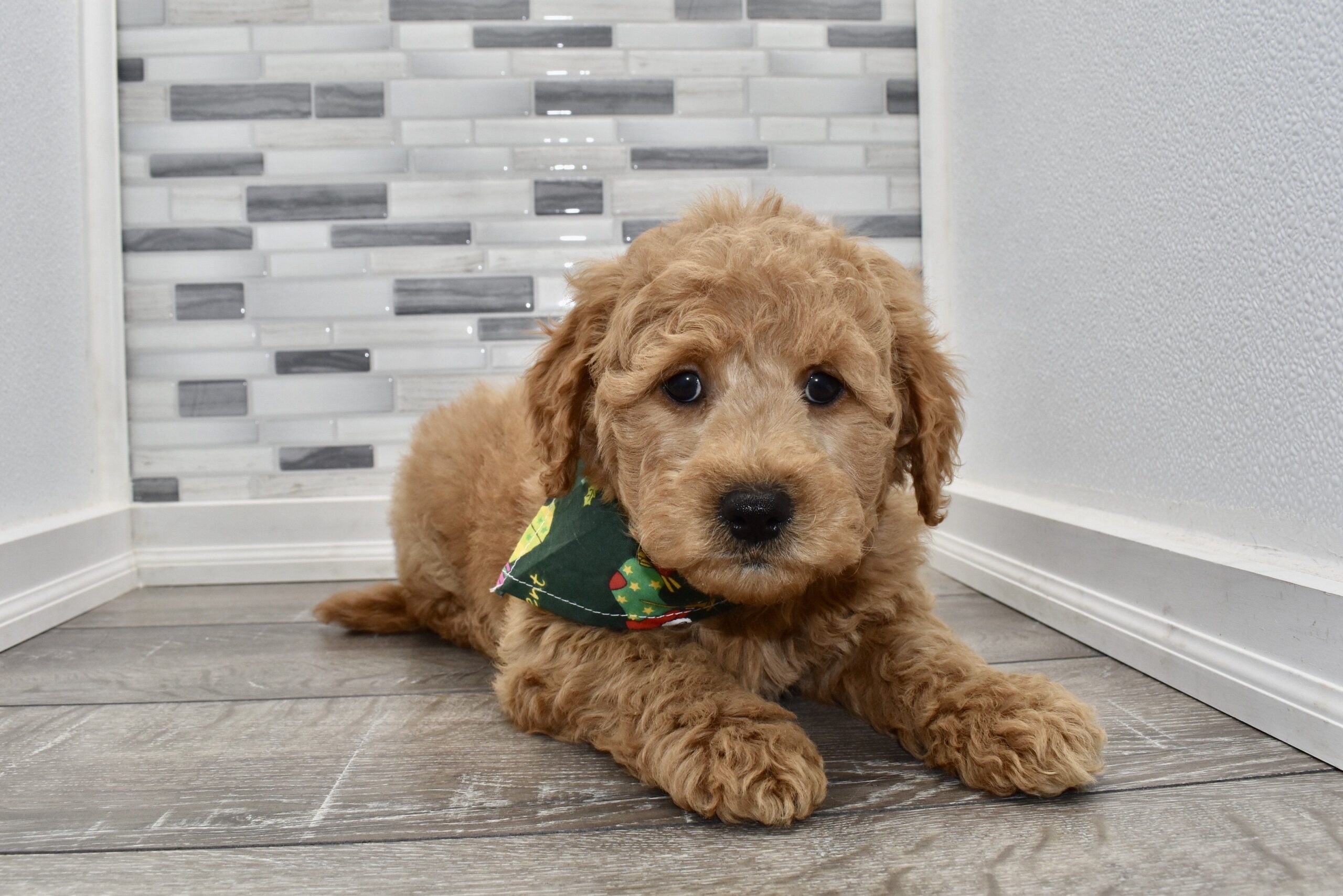 tim-hieu-ve-cho-goldendoodle-thien-than-lai